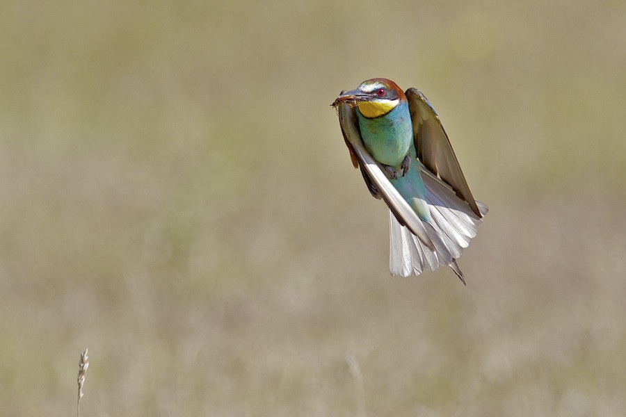 Bee Eater 14